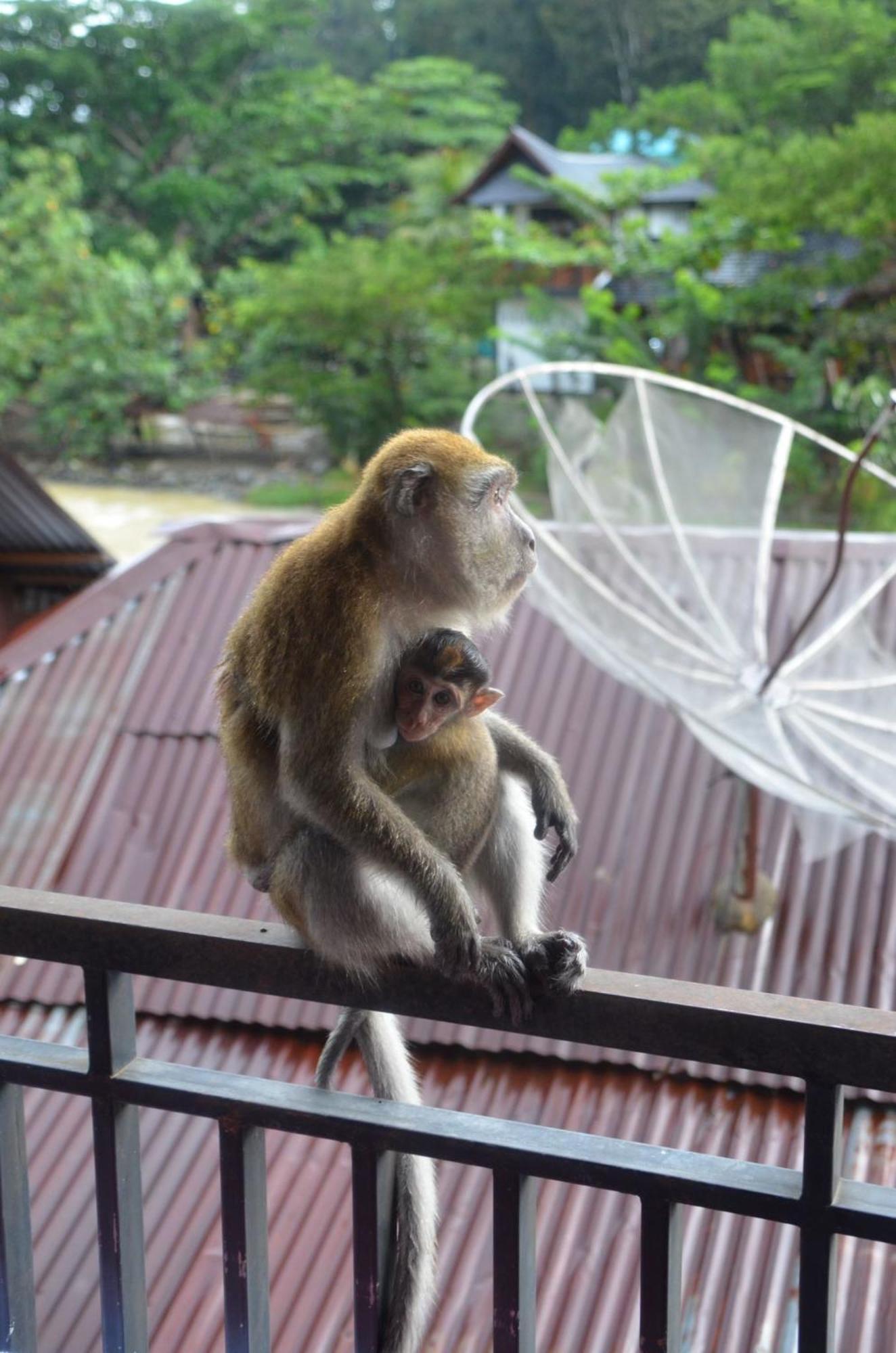 Sama Sama Homestay & Trekking Only Stay Here Book Trekking And Transport With Us Bukit Lawang Exterior foto