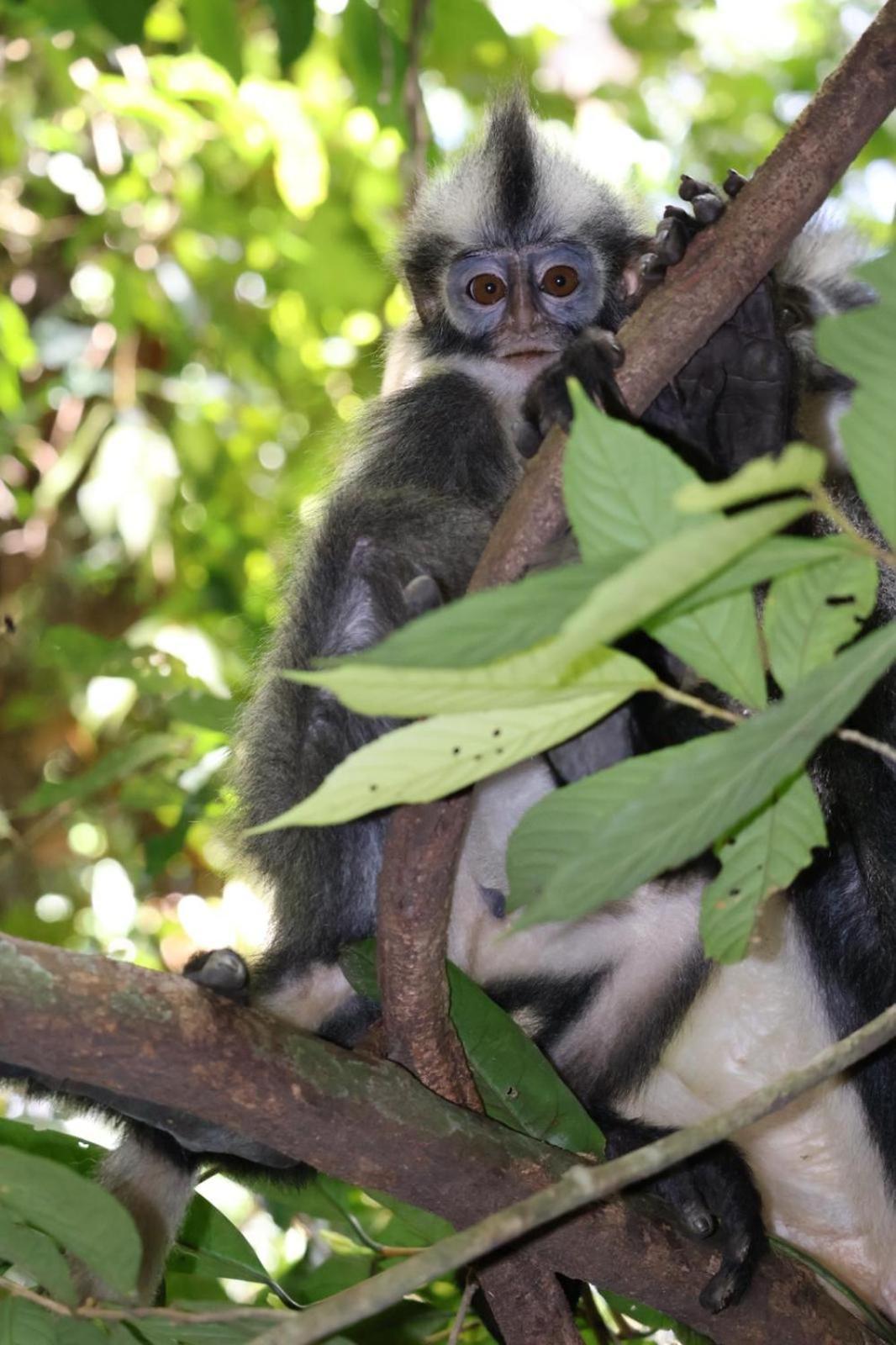 Sama Sama Homestay & Trekking Only Stay Here Book Trekking And Transport With Us Bukit Lawang Exterior foto