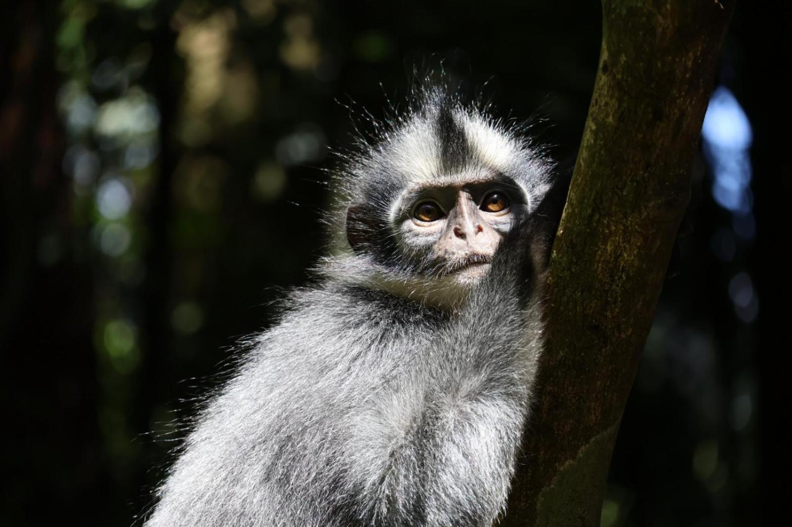 Sama Sama Homestay & Trekking Only Stay Here Book Trekking And Transport With Us Bukit Lawang Exterior foto