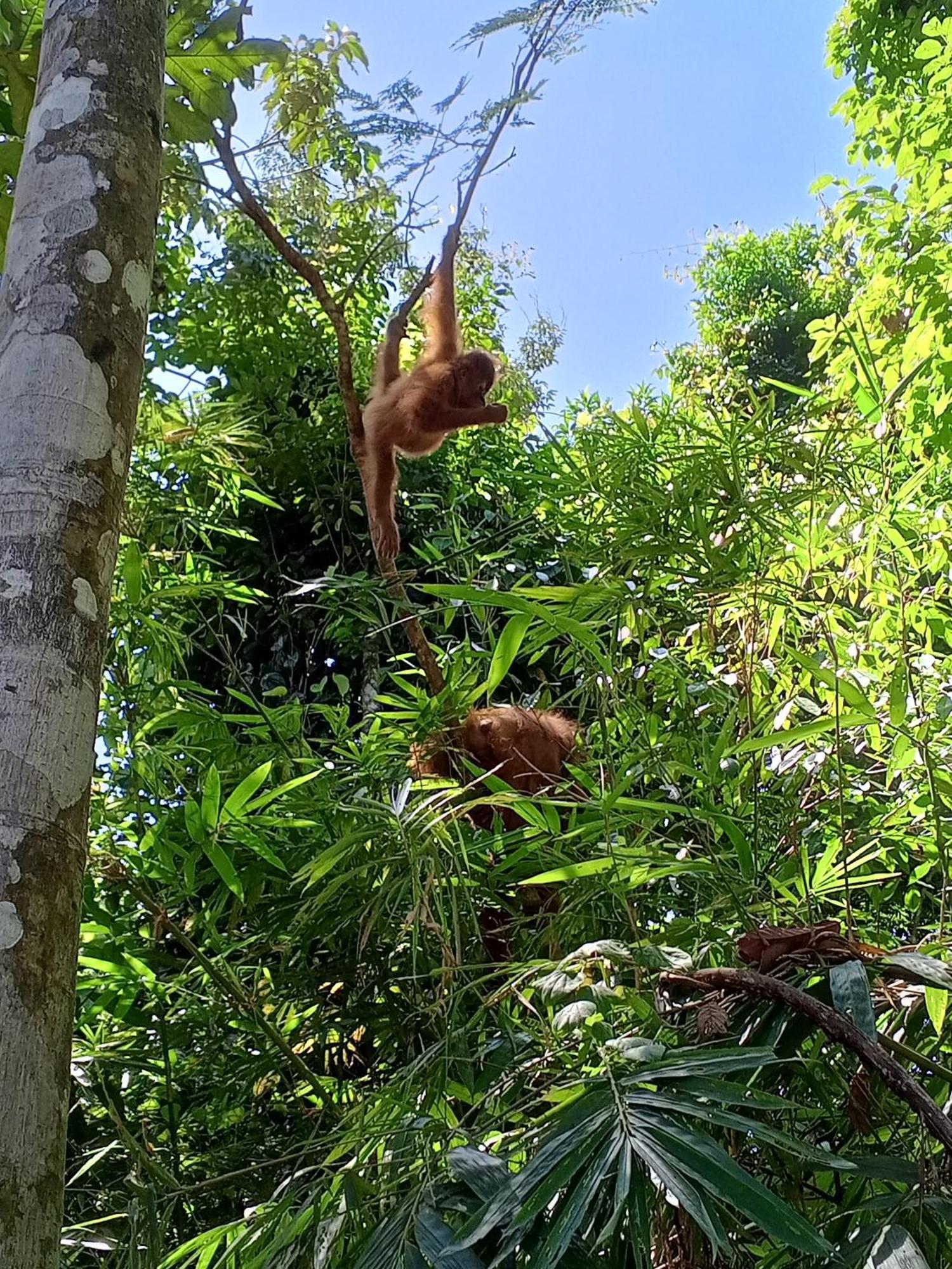 Sama Sama Homestay & Trekking Only Stay Here Book Trekking And Transport With Us Bukit Lawang Exterior foto