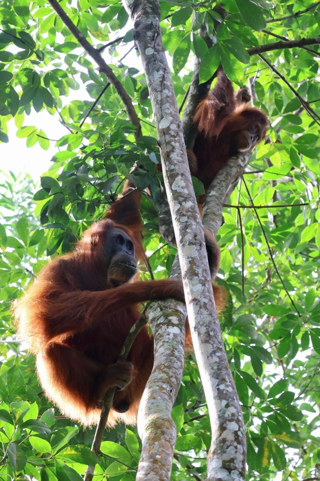 Sama Sama Homestay & Trekking Only Stay Here Book Trekking And Transport With Us Bukit Lawang Exterior foto