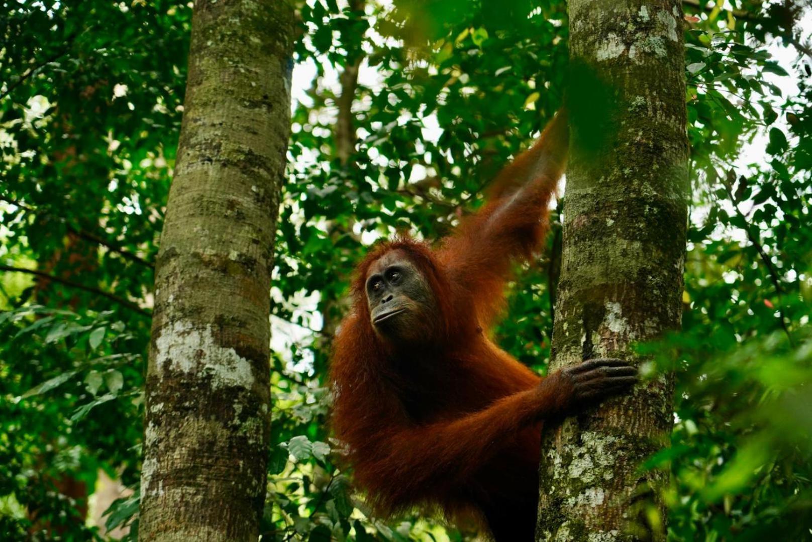 Sama Sama Homestay & Trekking Only Stay Here Book Trekking And Transport With Us Bukit Lawang Exterior foto